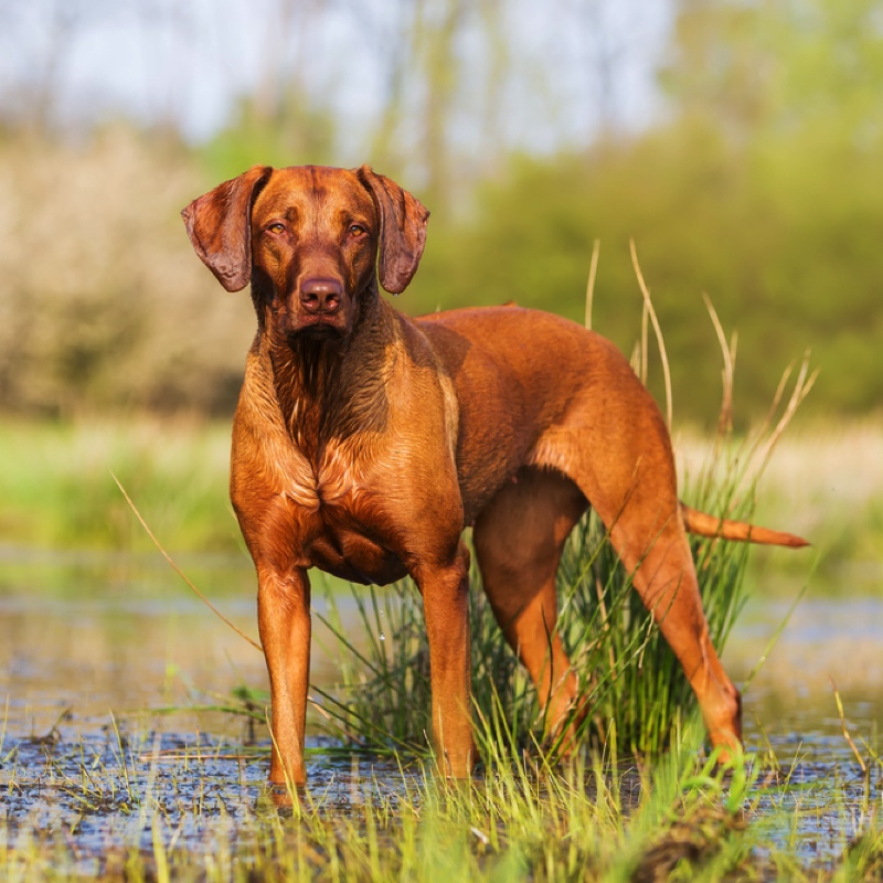 Ein Rhodesian Ridgeback Hund steht im Wasser, kurze, glatte Fell, muskulös.