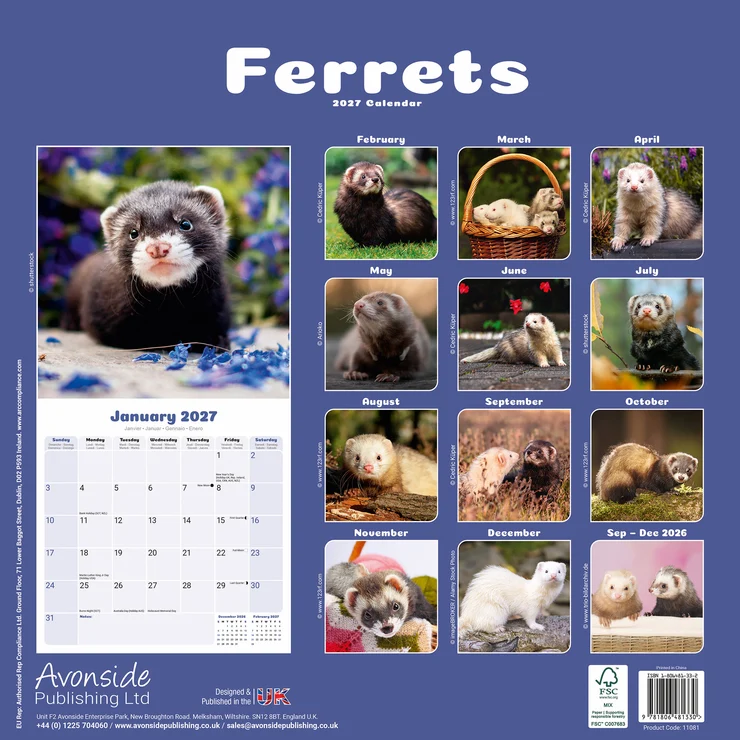 Kalender 2027 Frettchen - Ferrets - Europäischer Illtis