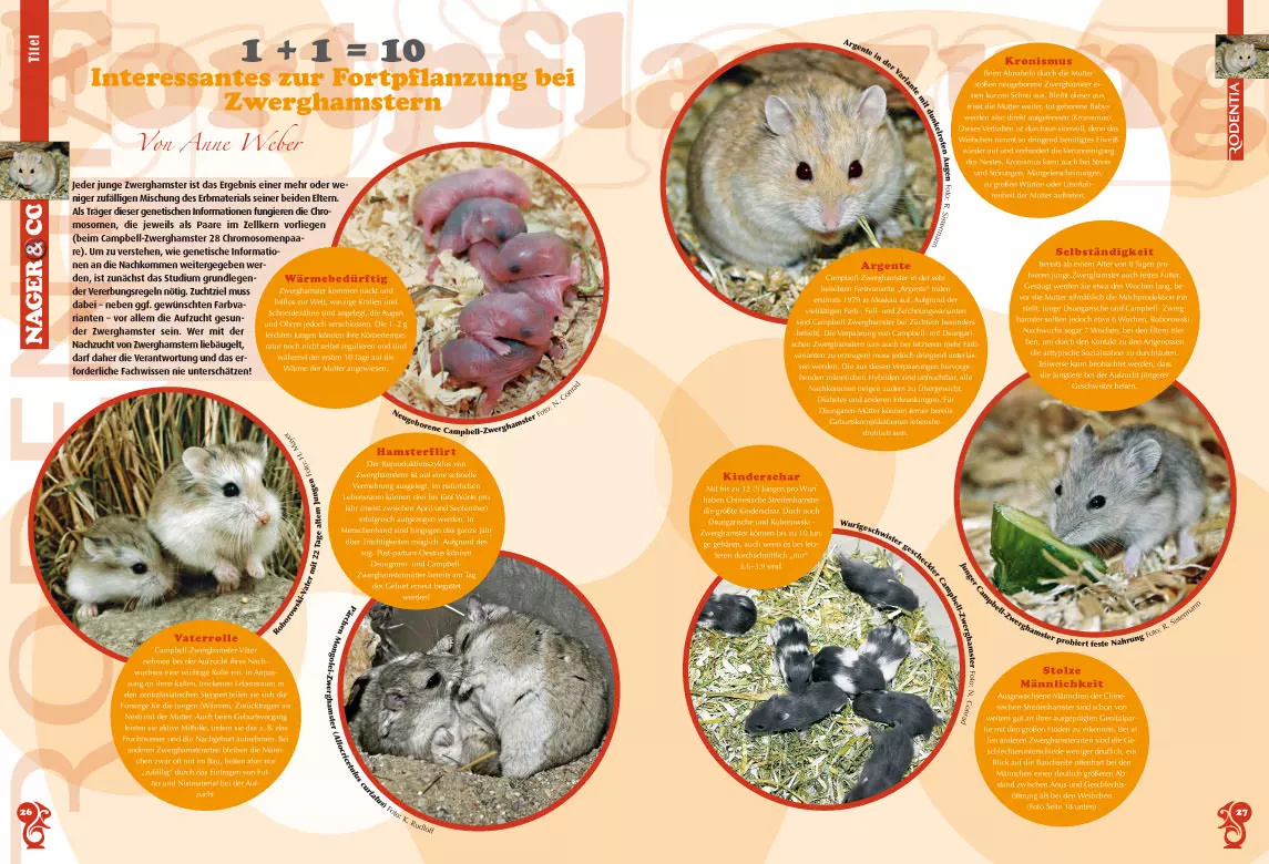 rodentia-91-zwerghamster-als-heimtiere-4 Rodentia 91 - Zwerghamster als Heimtiere