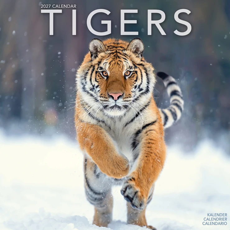 Kalender 2027 Tiger - Tigers
