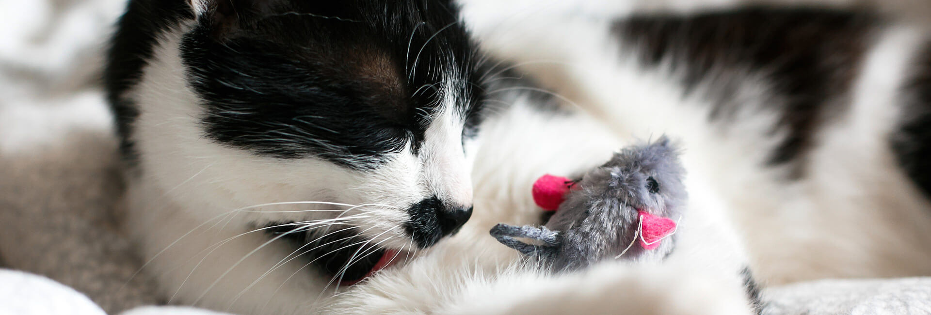 Katzen Spielzeug Spielmäuse