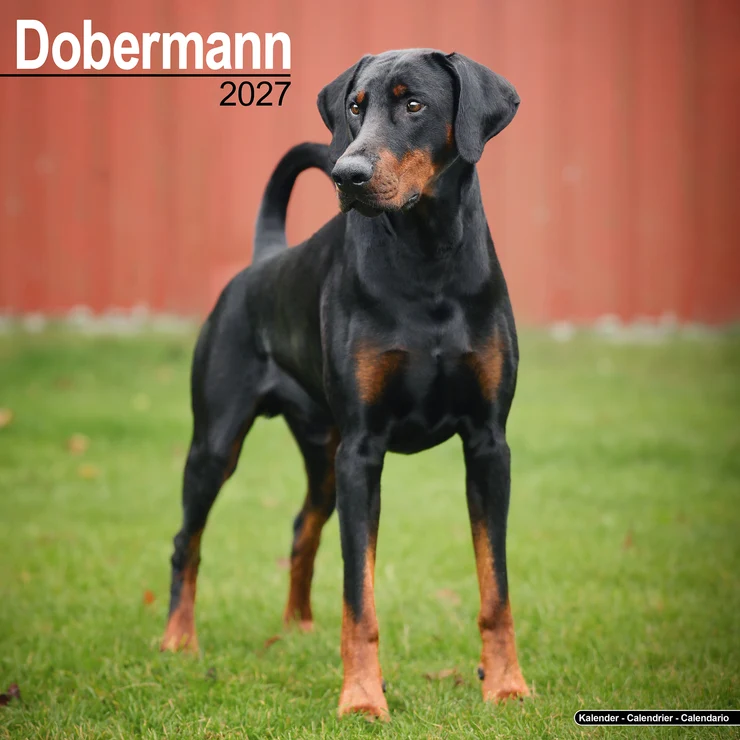 Calendar 2026 Doberman