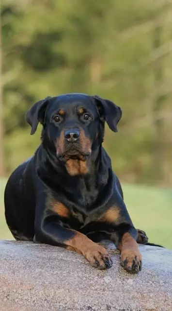 rottie Rottweiler