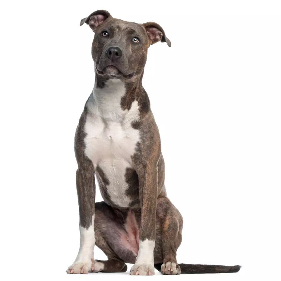 American Staffordshire Terrier