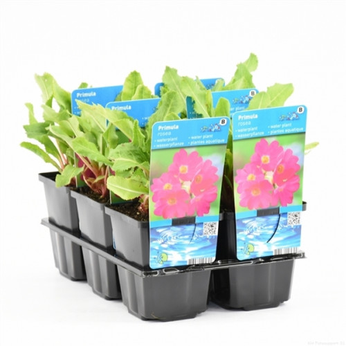 Rosa Primel (9cm) – Primula rosea