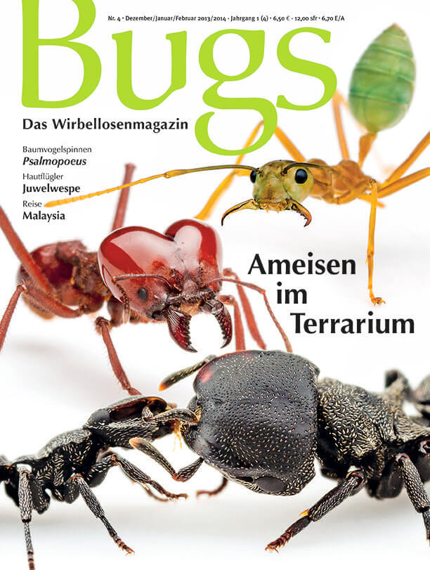 Bugs Nr. 04 - Ameisen im Terrarium