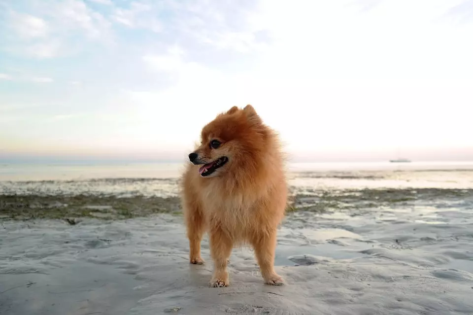 Zwergspitz - Pomeranian
