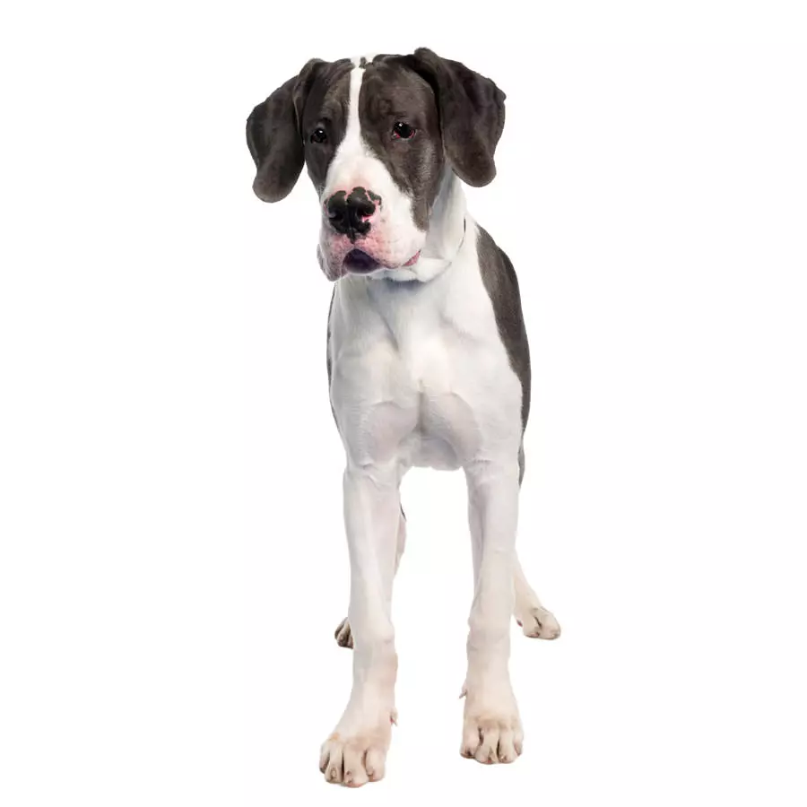 Deutsche Dogge