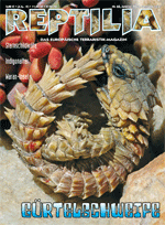 Reptilia Nr. 65 Gürtelschweif