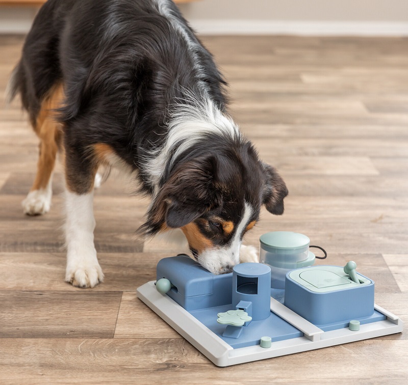 Ein dreifarbiger Australian Shepherd beugt sich auf Holzboden über ein blau-weißes Intelligenzspielzeug. Der Hund steckt seine Nase in eine Öffnung und versucht Schieber und Verstecke zu öffnen, um an Leckerlis zu gelangen.