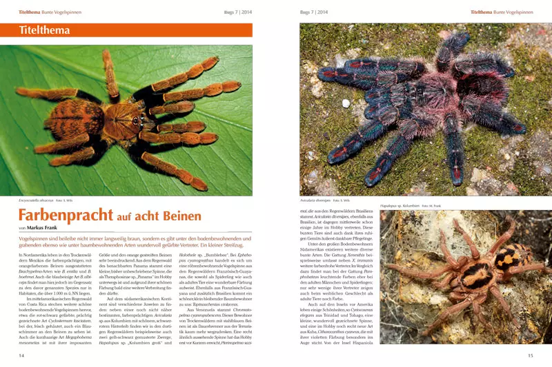 Bugs Nr. 07 - Bunte Vogelspinnen
