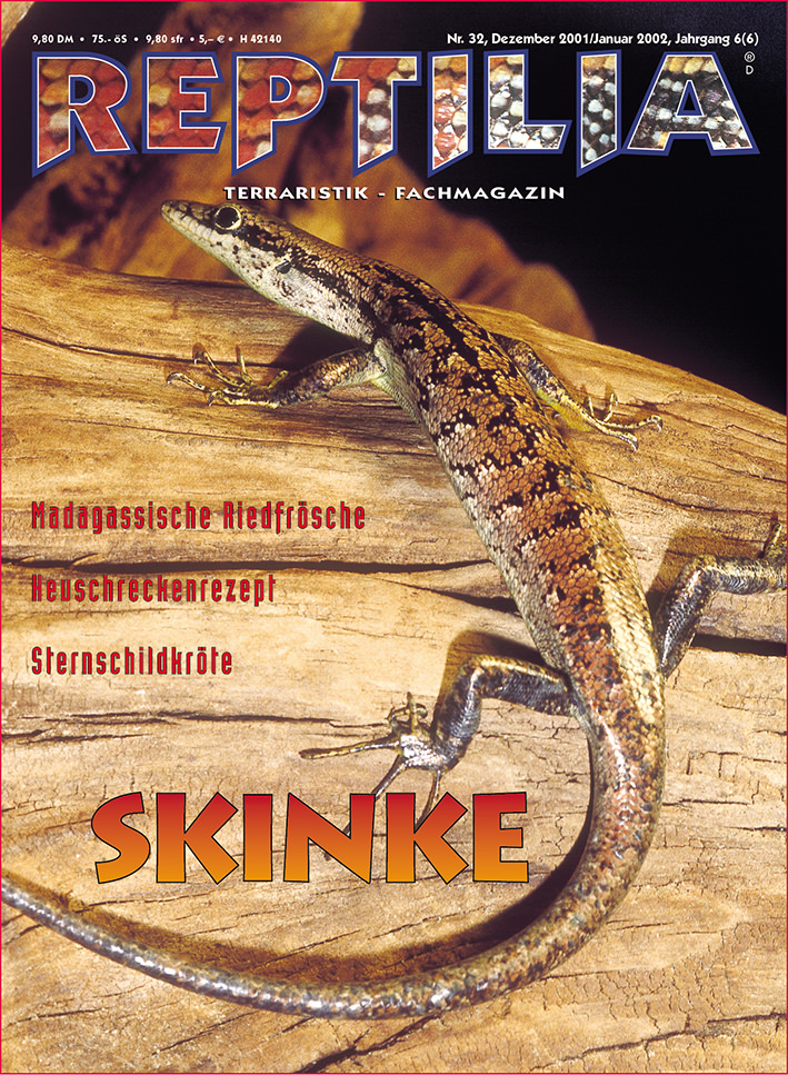 Reptilia 32 - Skinke