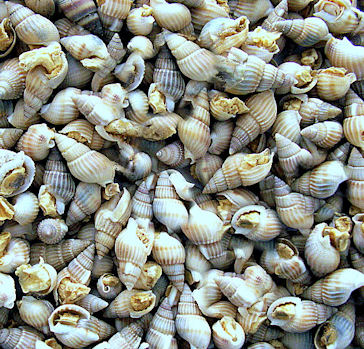 Sea Snails von WILDLIFE