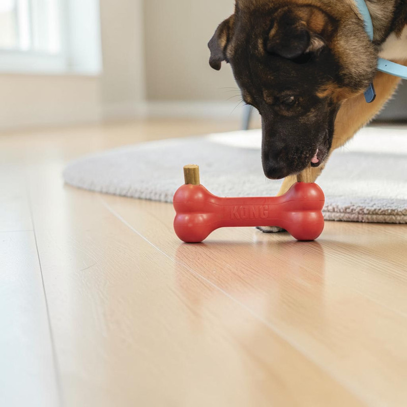 Braun-schwarzer Hund mit hellblauem Halsband beugt sich über ein rotes, knochenförmiges KONG-Kauspielzeug auf hellem Holzboden. Ein kleiner Holzstab ragt heraus. Hund fokussiert, Schnauze nah dran; im Hintergrund Fenster und runder Teppich.