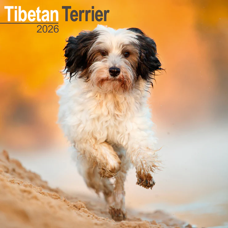 Kalender 2026 Tibet-Terrier - Tibetan Terrier
