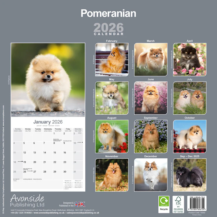 Kalender 2026 Pomeranian - Zwergspitz Kalender 2026 Pomeranian - Zwergspitz