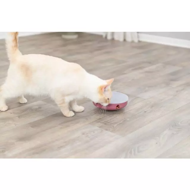 Cat Activity - Rocking Maze