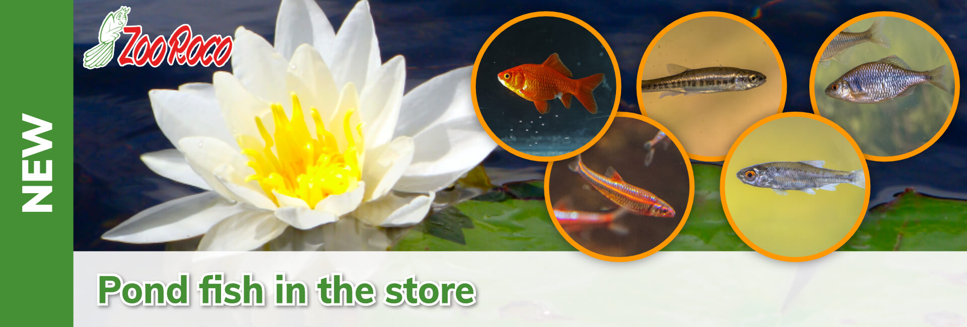 Pond fish in the store