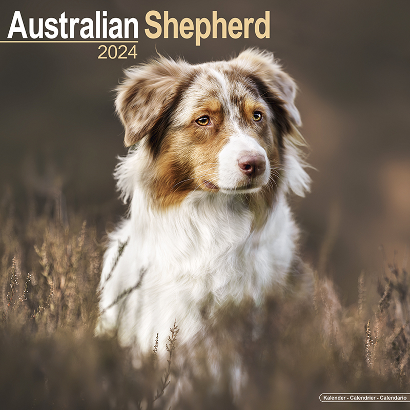 Calendar 2024 Australian Shepherd - Aussie