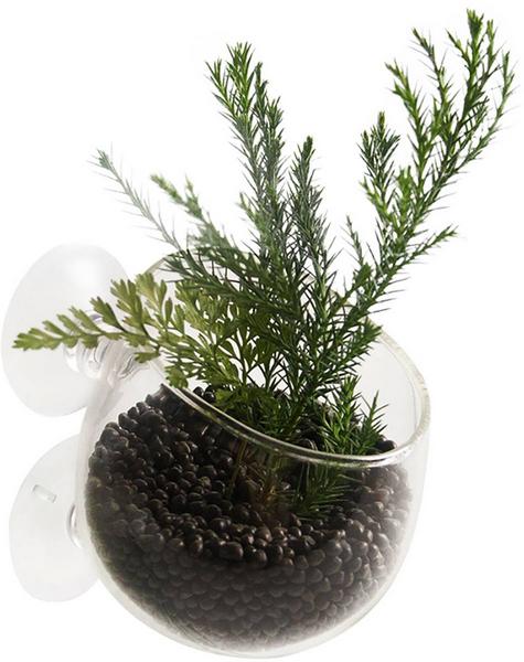 Aquadella glass plant pot 