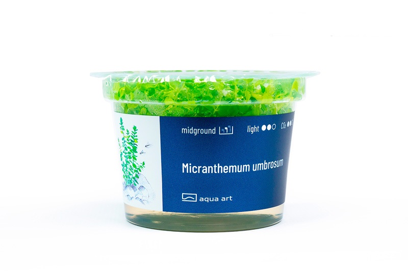 Micranthemum umbrosum