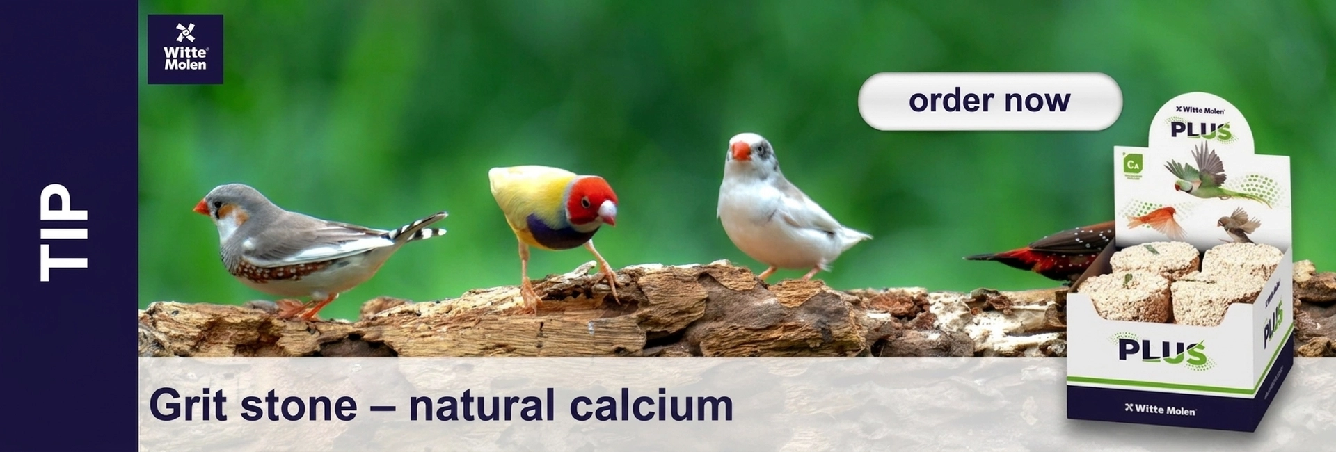 Three colourful birds perch on a log against a blurred green background: a finch, a red-headed Gouldian finch and a white bird. Next to them is a display for Witte Molen PLUS grit stones, a natural calcium source, with ‘order now’ and ‘TIP’.