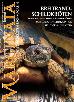 Marginata 01 - Breitrandschildkröten