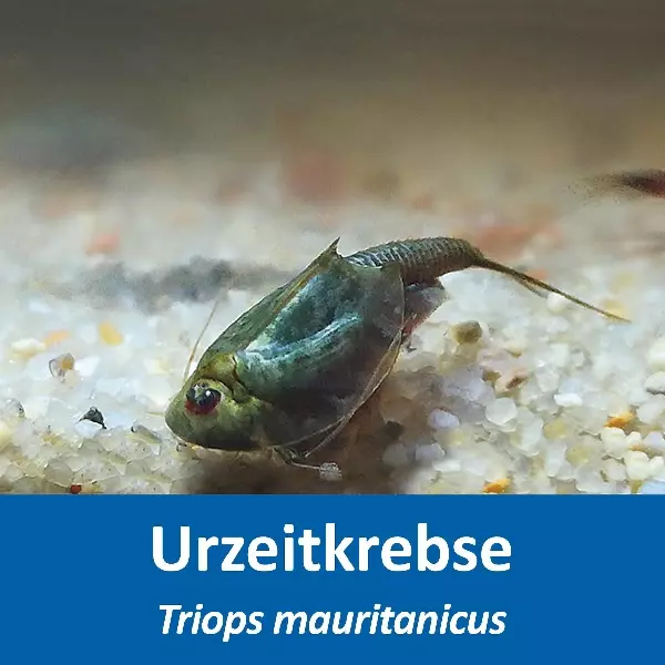 Grosses Urzeitkrebs Komplettset Grosses Urzeitkrebs Komplettset