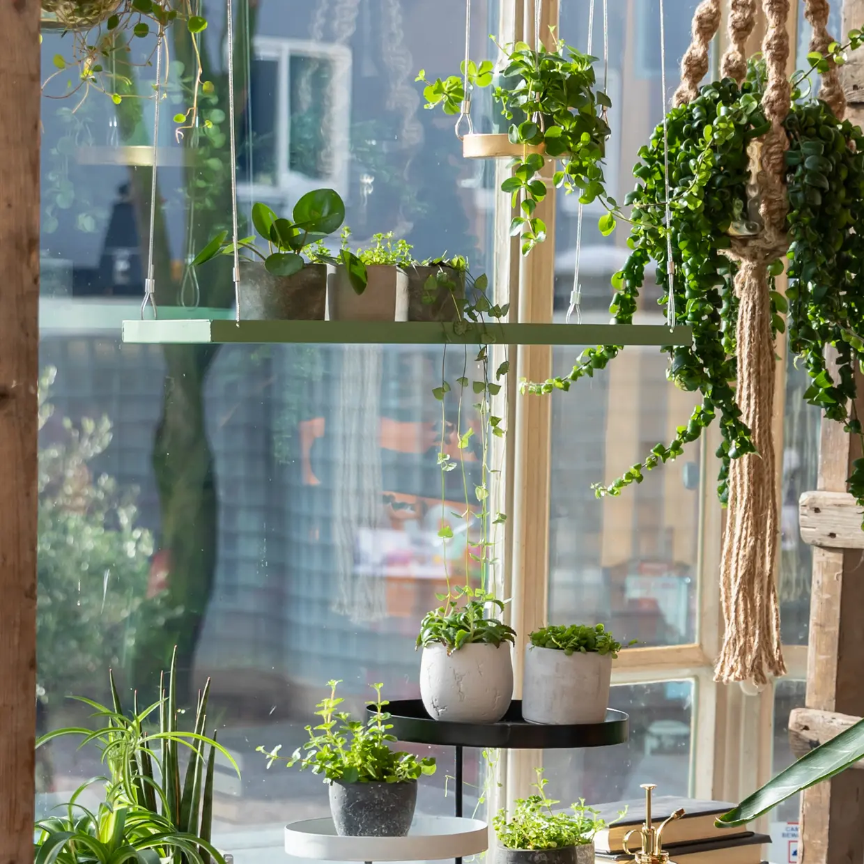 Viele grüne Zimmerpflanzen vor großem Fenster mit verschwommener Außenansicht. Einige auf hellgrünem, schwebendem Regal, andere auf Ständern. Rechts hängt eine üppige Rankpflanze in Makramee-Ampel. Raum hell, natürlich.