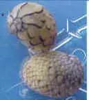 Cayo Largo Schnecke