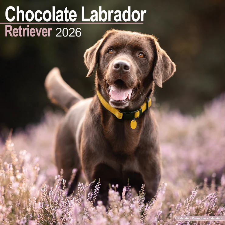 Calendar 2025 Labrador Retriever brown (Chocolate)