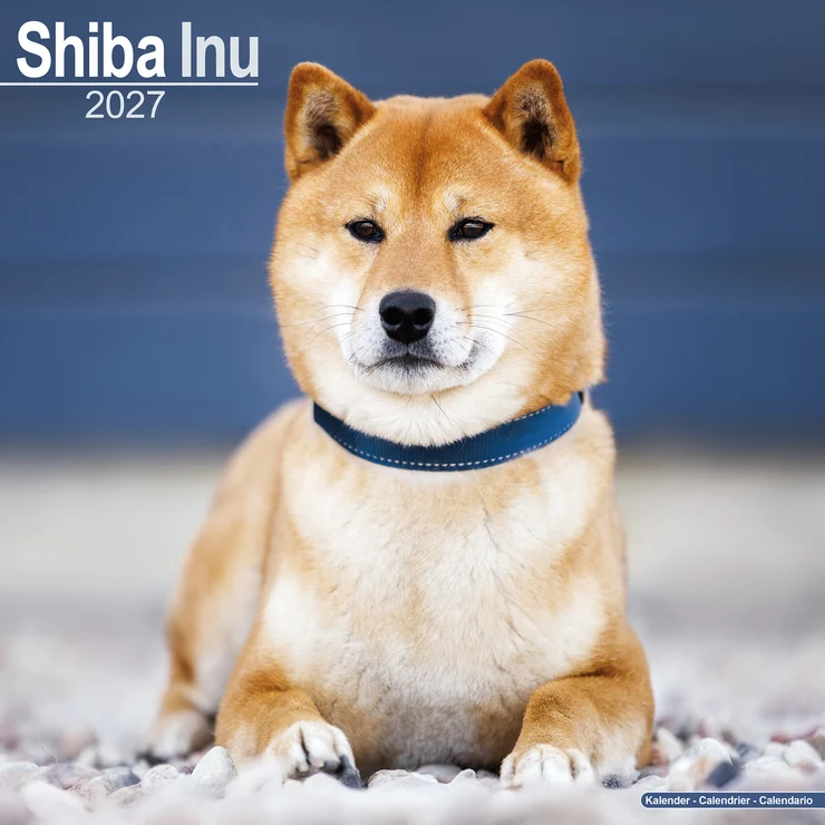 Calendario 2026 Shiba Inu