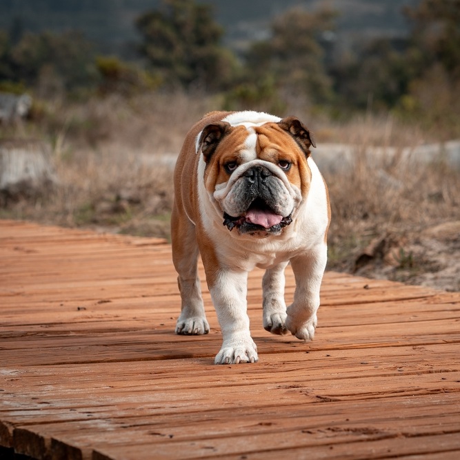 Eine braun-weiße Englische Bulldogge läuft auf einem Holzsteg mit leicht geöffnetem Maul auf den Betrachter zu.
