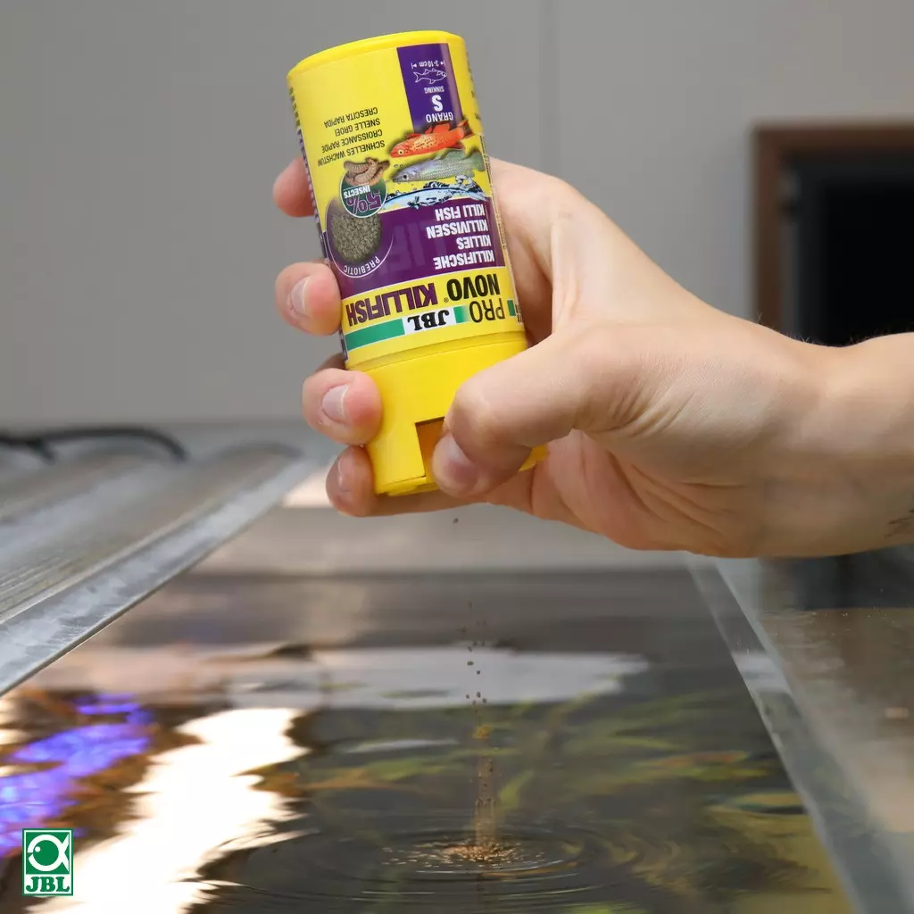 La main nourrit les granulés JBL PRONOVO KILLIFISH dans un aquarium. Le récipient jaune est tenu au-dessus de l'eau.