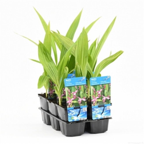 Un vassoio nero con diverse piantine verdi. Le piante hanno foglie lunghe e verde chiaro che crescono in posizione eretta. Su alcuni vasi sono visibili etichette blu con immagini di piccoli fiori rosa e il nome "Bletilla".