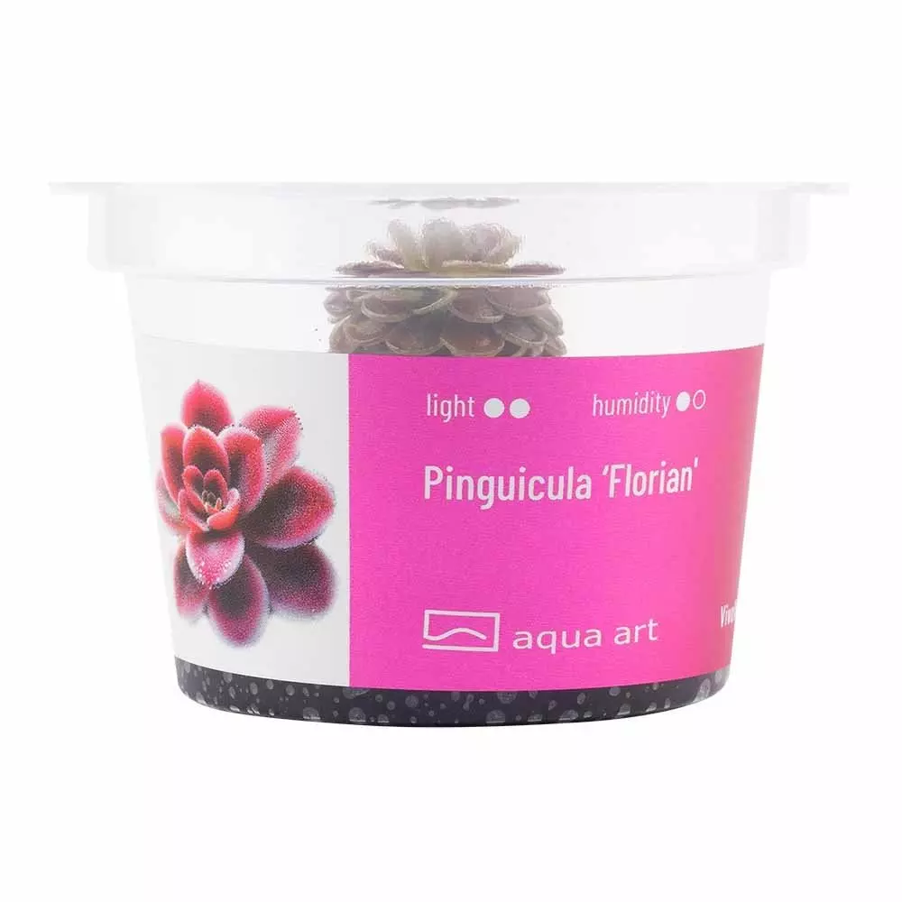 Pinguicula Florian - fleischfressende Pflanze Pinguicula Florian - fleischfressende Pflanze