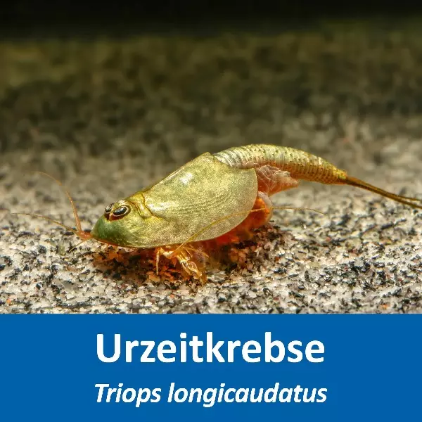 Grosses Urzeitkrebs Komplettset Grosses Urzeitkrebs Komplettset