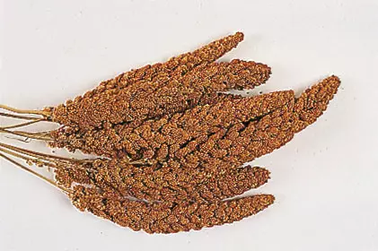 Kolbenhirse rot