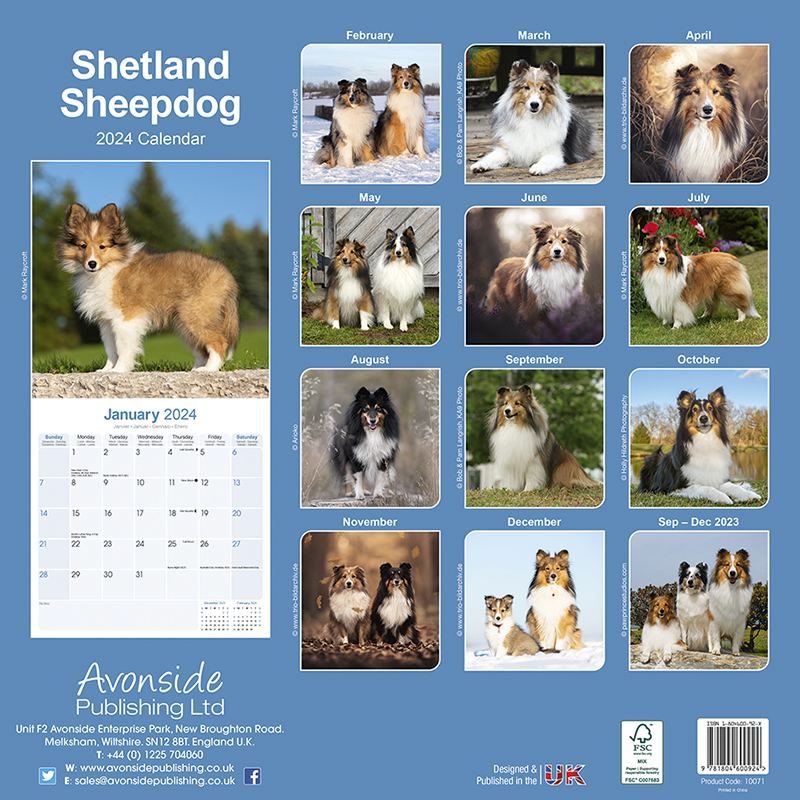 Calendrier 2024 Shetland Sheepdog