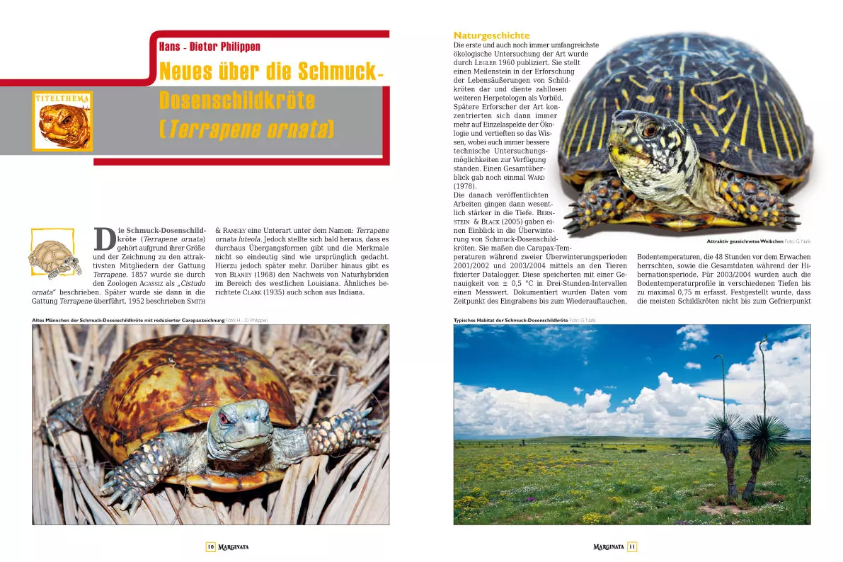 marginata-42-schmuck-dosenschildkroeten-2596e4fd2c23b1 Marginata 42 - Schmuck-Dosenschildkröten