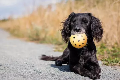 lochball-gelb-2 Lochball
