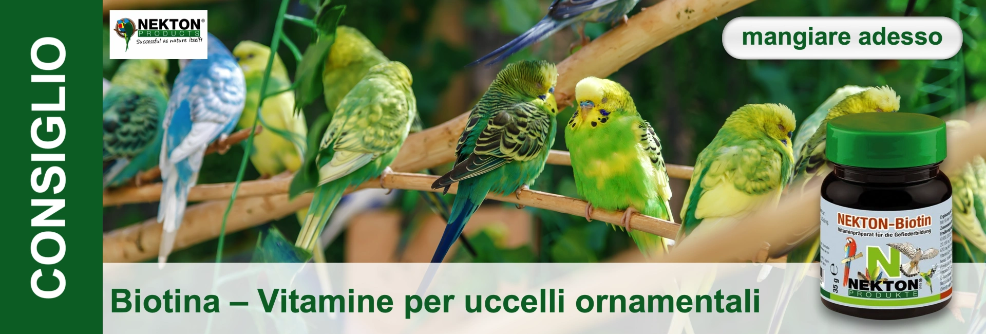 Pappagallini ondulati verdi e gialli, alcuni blu, appollaiati su rami sottili davanti a sfondo verde sfocato. In primo piano a destra, barattolo scuro di Nekton-Biotin, integratore per la formazione del piumaggio.