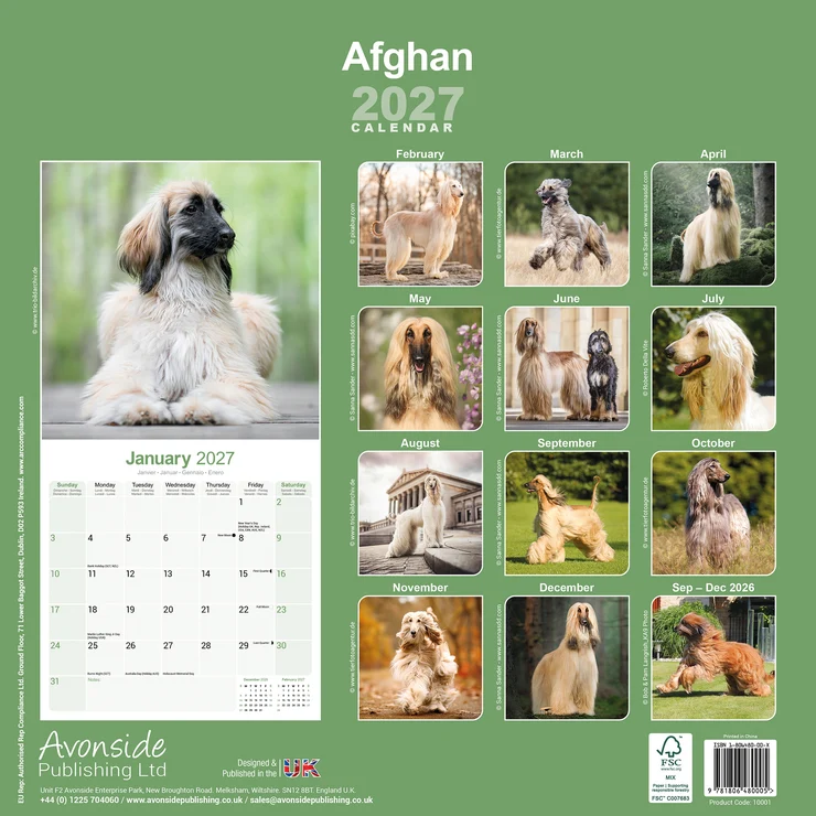 Un lévrier afghan crème est allongé sur une passerelle en bois, regard vers la droite. Calendrier mural 2027 sur fond vert clair avec plusieurs images. Onze autres cases montrent des lévriers afghans variés. Janvier en bas à gauche.
