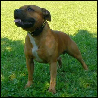staffy Staffordshire Bull Terrier