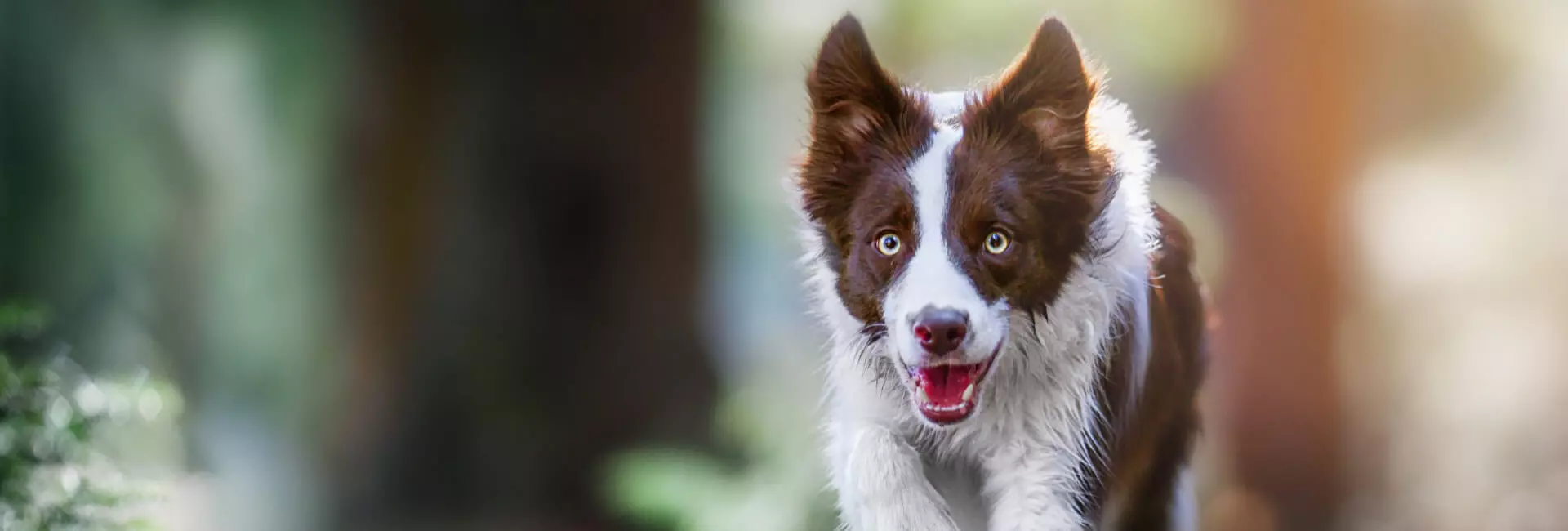 Hundehalter Trainingswesten Hundehalter Trainingswesten