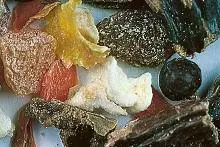 fc6c0547f62f99c048b573577e98d764 Fruchtsalat für Nager
