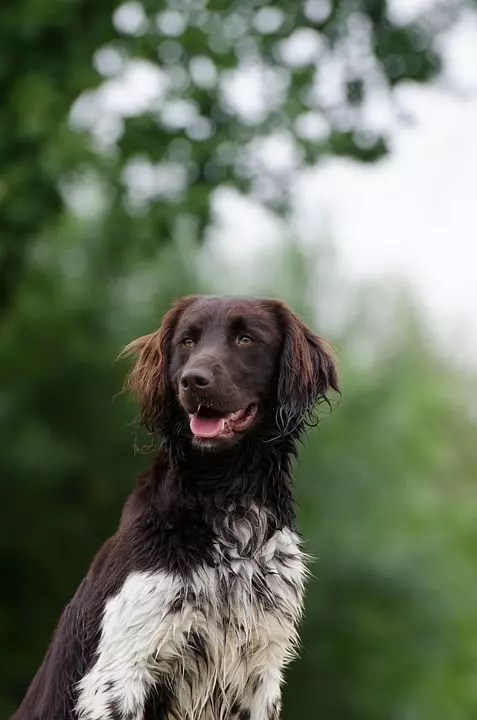 Kleiner Münsterländer