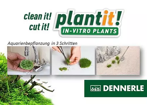 Dennerle-invitro54546ba4e9174 Cryptocoryne x purpurea - In-Vitro