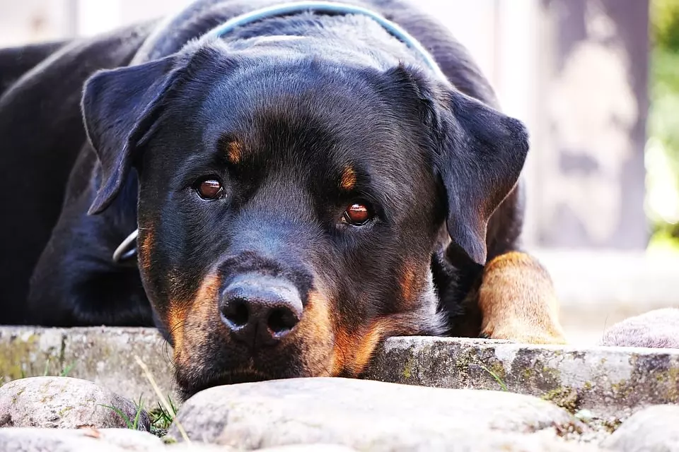 rottweiler-adult Rottweiler