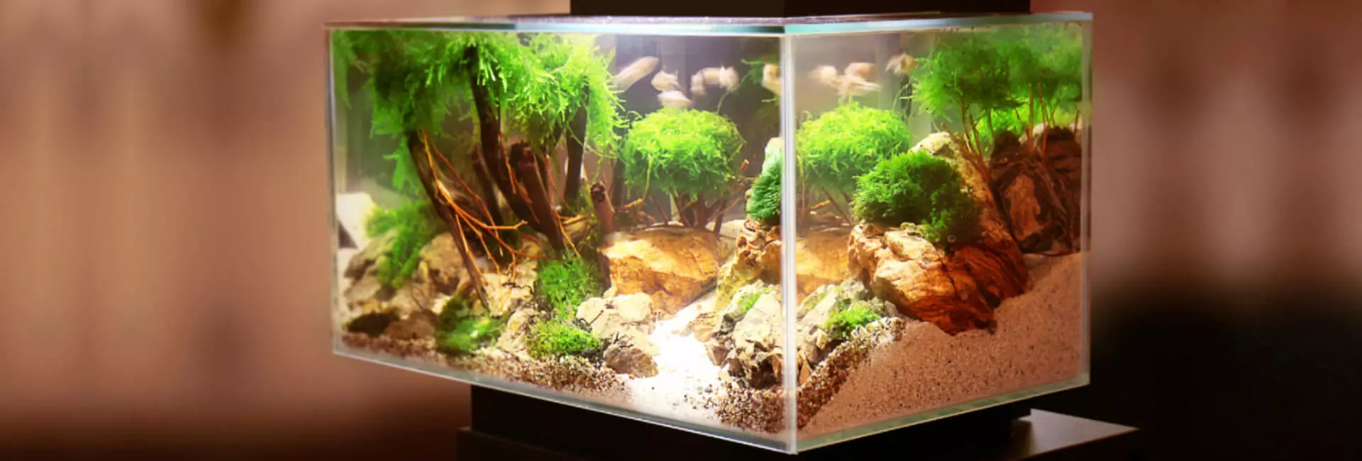 Aquarien